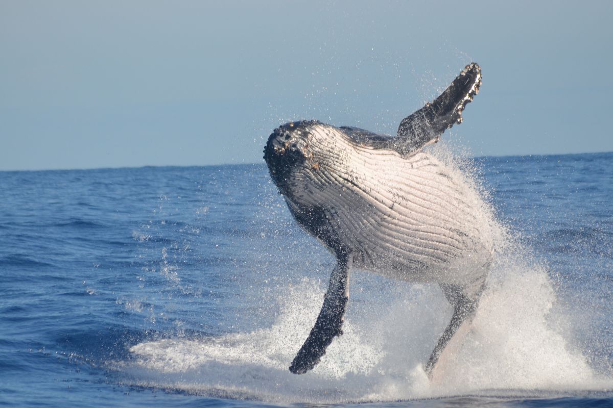 Temporada de Observação de Baleias e Golfinhos