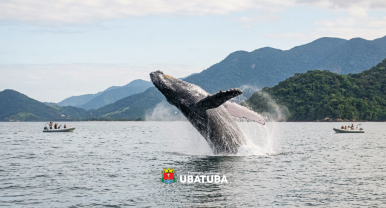 Turismo de observação de baleias ganha novas regras em Ubatuba