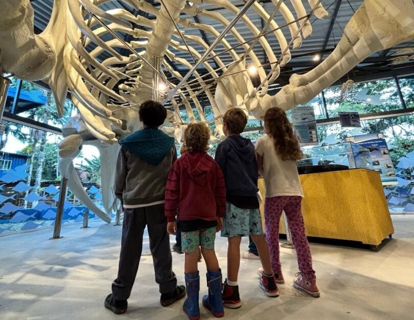 Férias no Museu da Vida Marinha